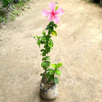 Hibiscus Desi Pink in 8 Inch Nursery bag