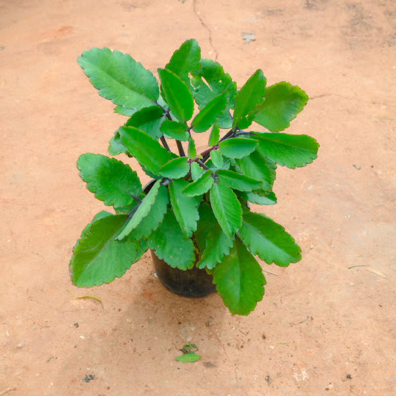 Patharchatta Medicinal Plant / Kalanchoe Pinnata in 6 Inch Nursery Pot