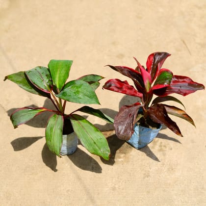 Set of 2 Dracaena Rosea and Kedar Nath in 4 Inch Nursery Bag