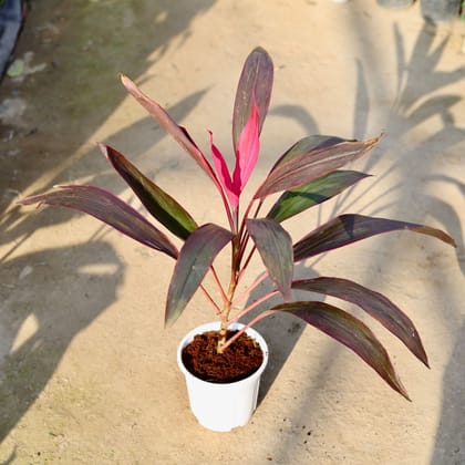 Dracaena Rosea in 6 Inch White Nursery Pot