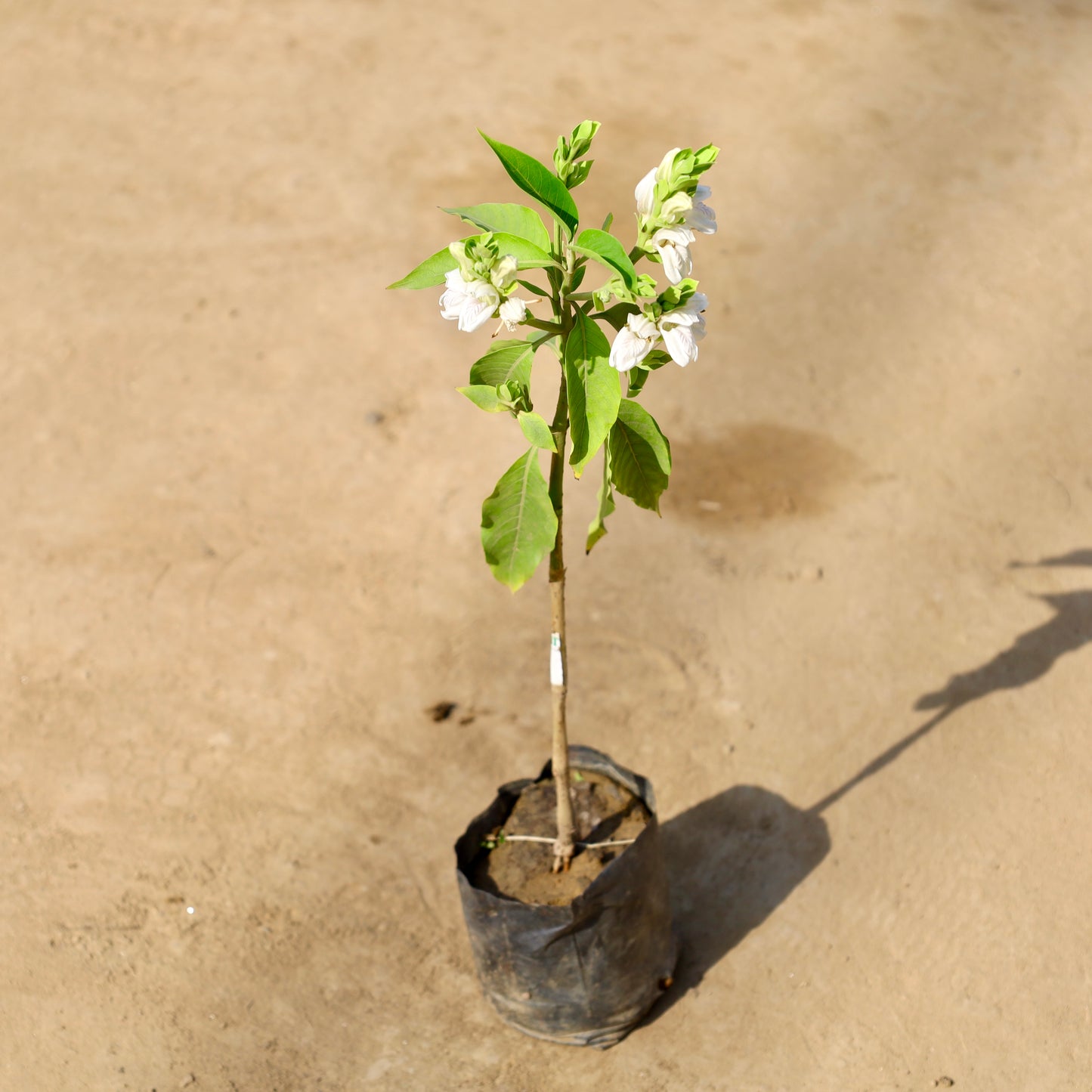 Adusa-Malbar nut medicinal plant | 4 inch nursery bag