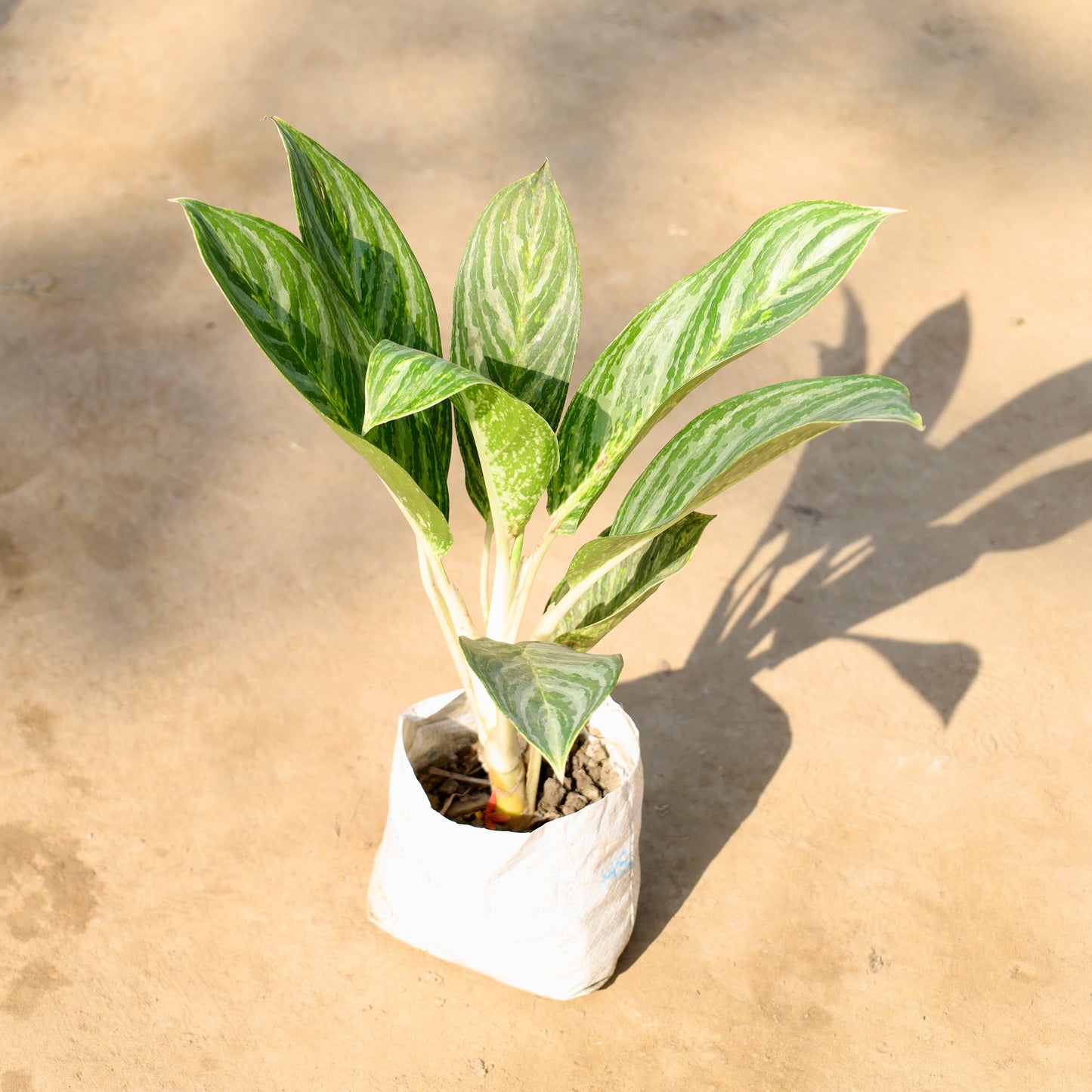 Aglaonema Jharna | 8 inch nursery bag