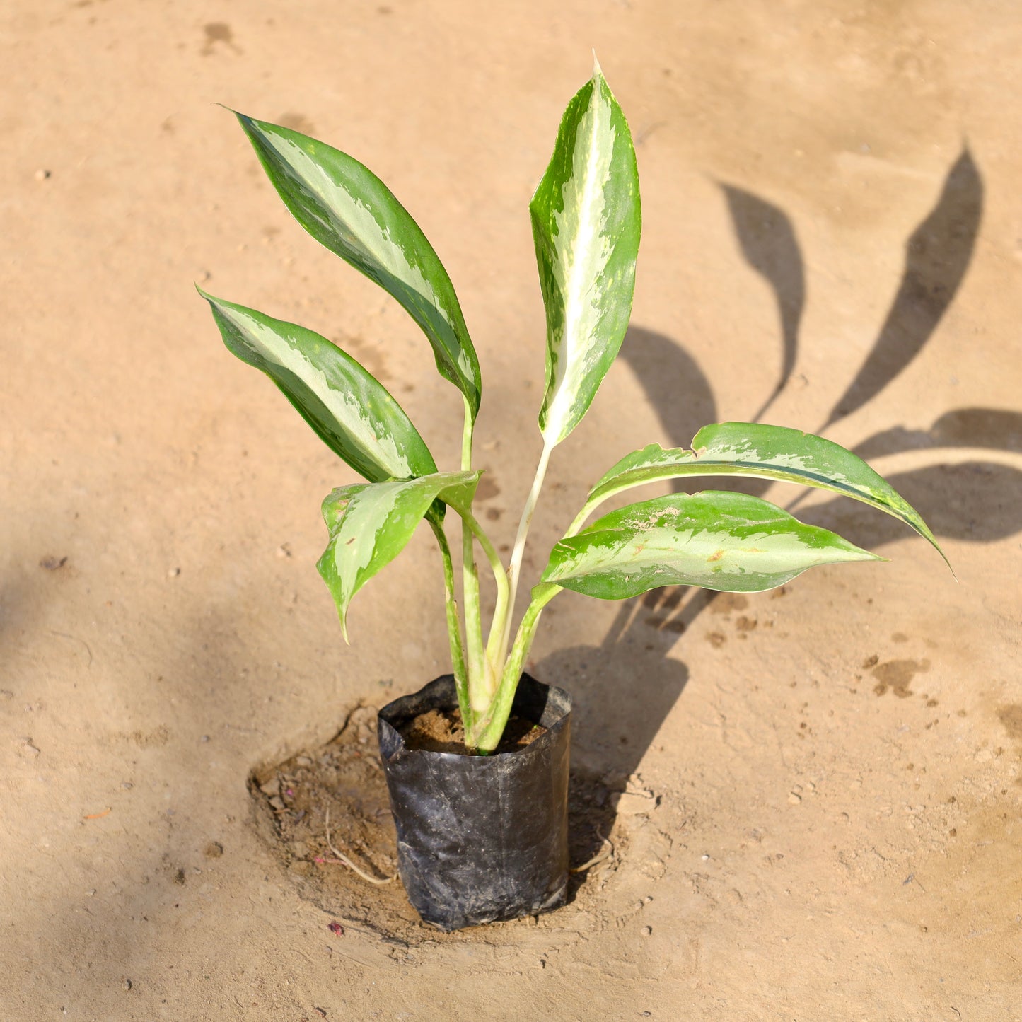Aglaonema Silver Queen | 4 inch Nursery Bag