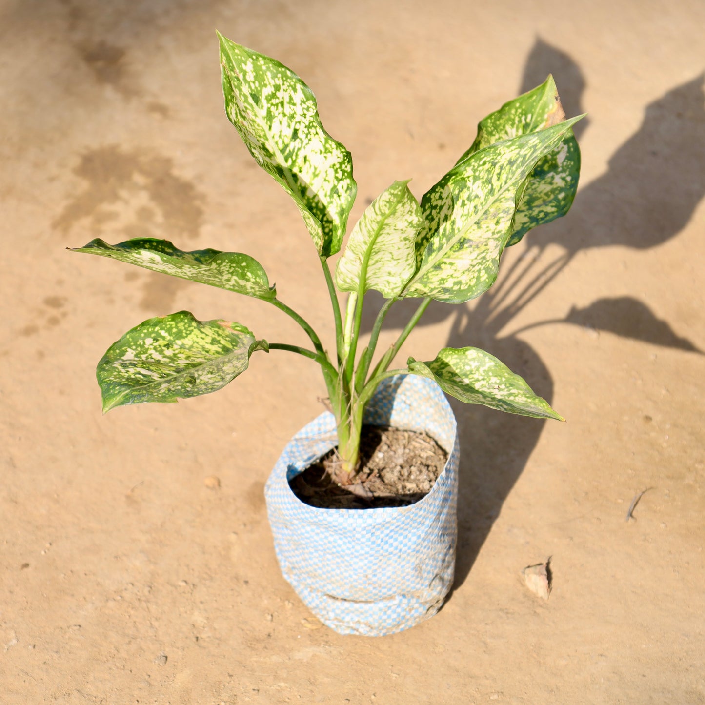 Aglaonema snow white | 4 inch nursery bag