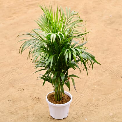 Areca Palm | 8 inch white nursery pot