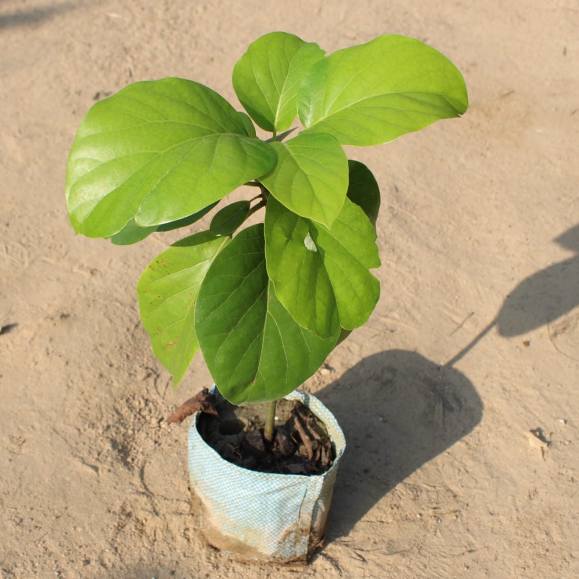 Avocado Fruit Plant | 8 inch Polybag