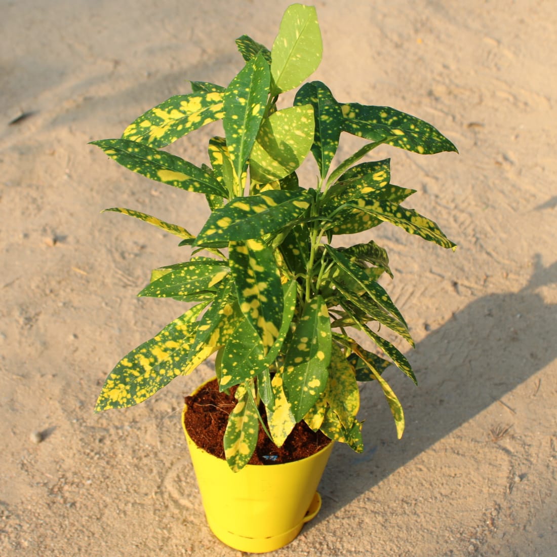 Baby Croton | 4 Inch Yellow Florence Self Watering Pot