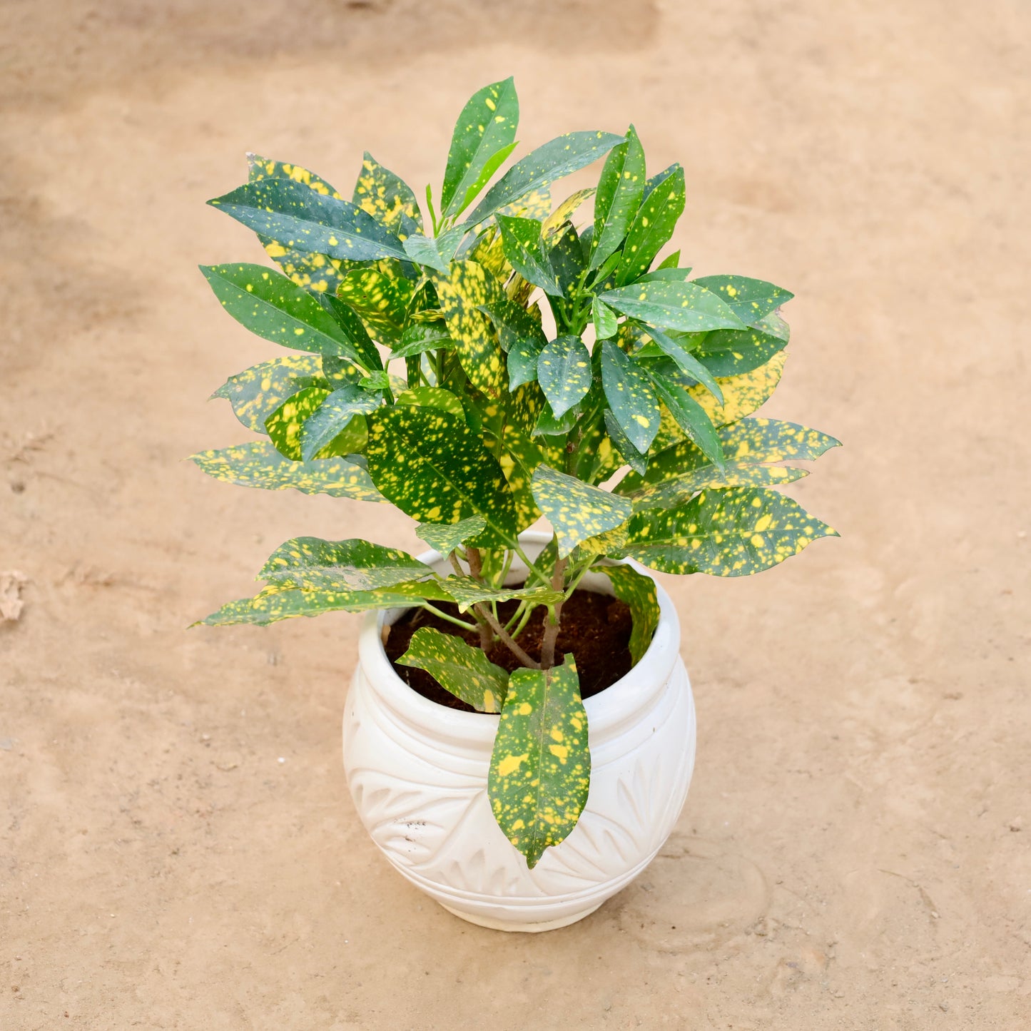 Baby Croton | 6 inch Matka Ceramic pot