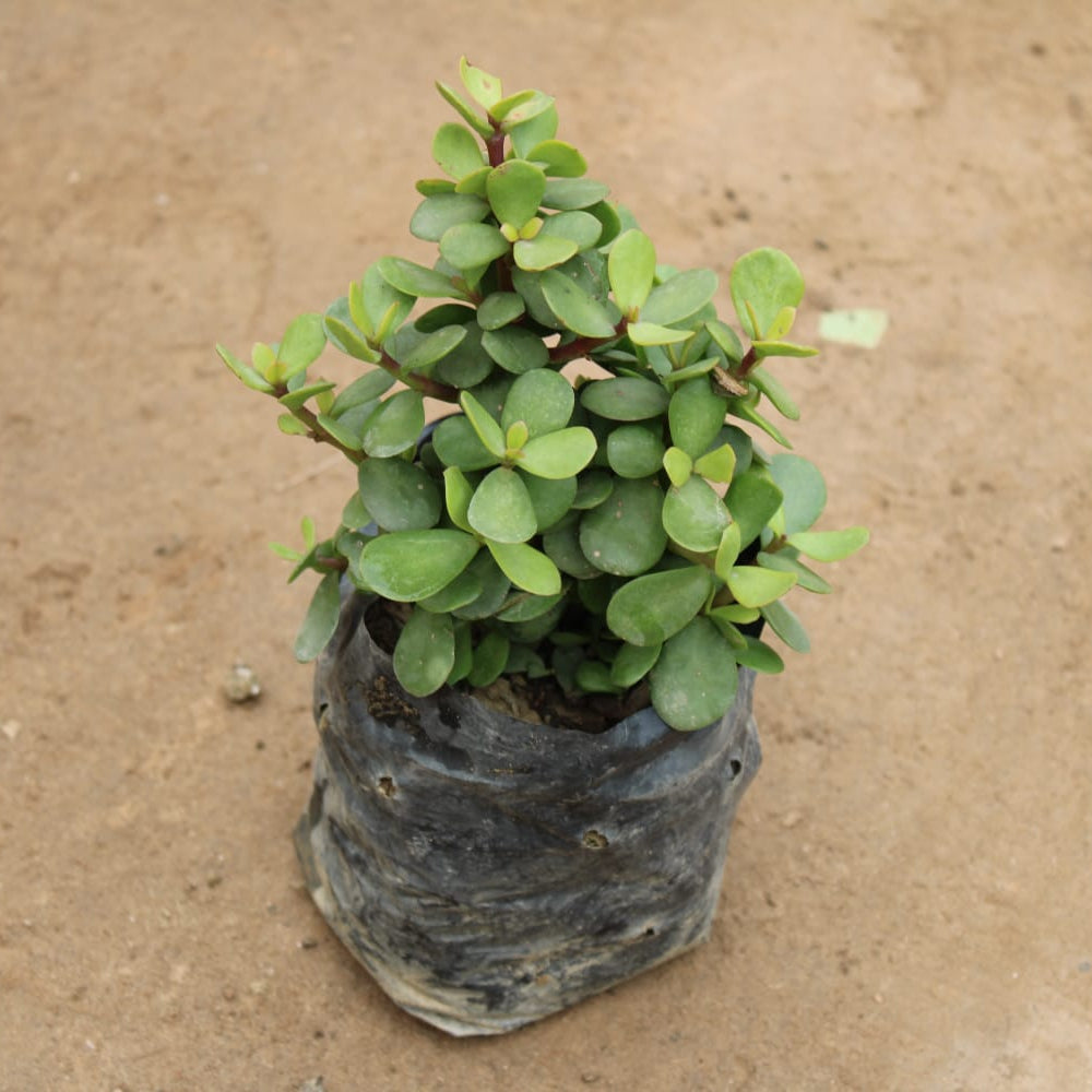 Bangalory Jade (Big Leaf Jade) | 4 inch polybag
