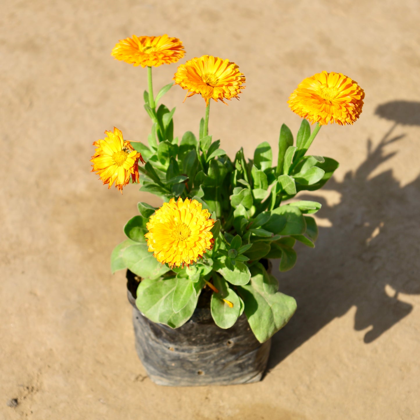 Calendula (Any Colour) in 4 Inch Nursery Bag