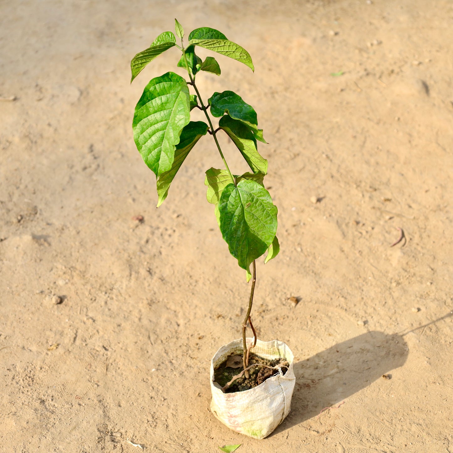 Clerodendrum Red Creeper | 4 inch nursery bag