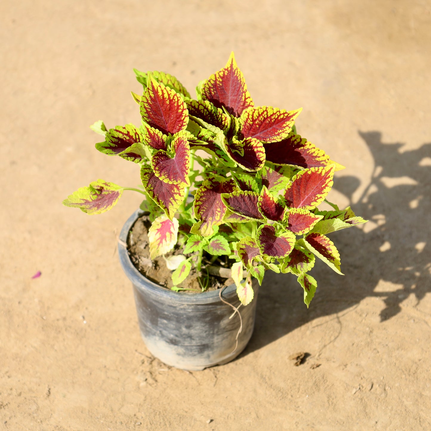 Coleus any color | 4 inch nursery pot