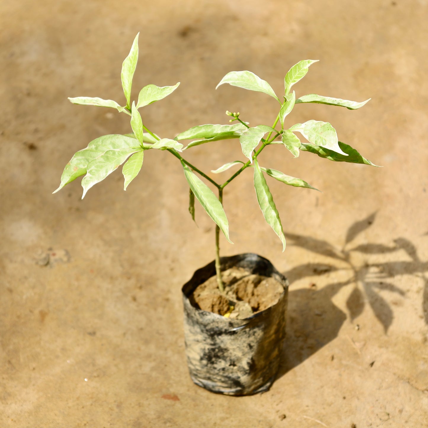 Chandni Varieagated | 4 inch Nursery Bag