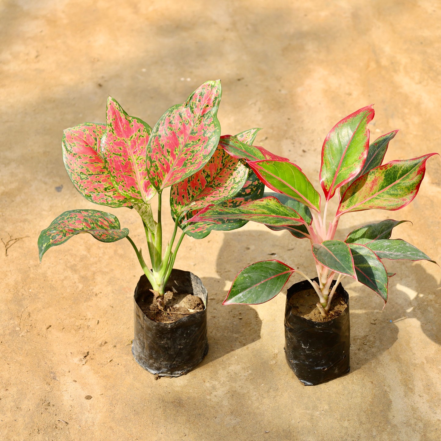 Set of 2 Aglaonema red beauty and Lipstick | 4 inch nursery bag