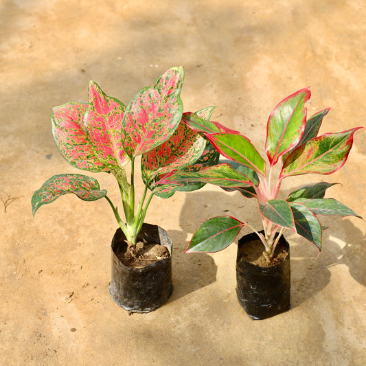 Set of 2 Aglaonema red beauty and Lipstick | 4 inch nursery bag