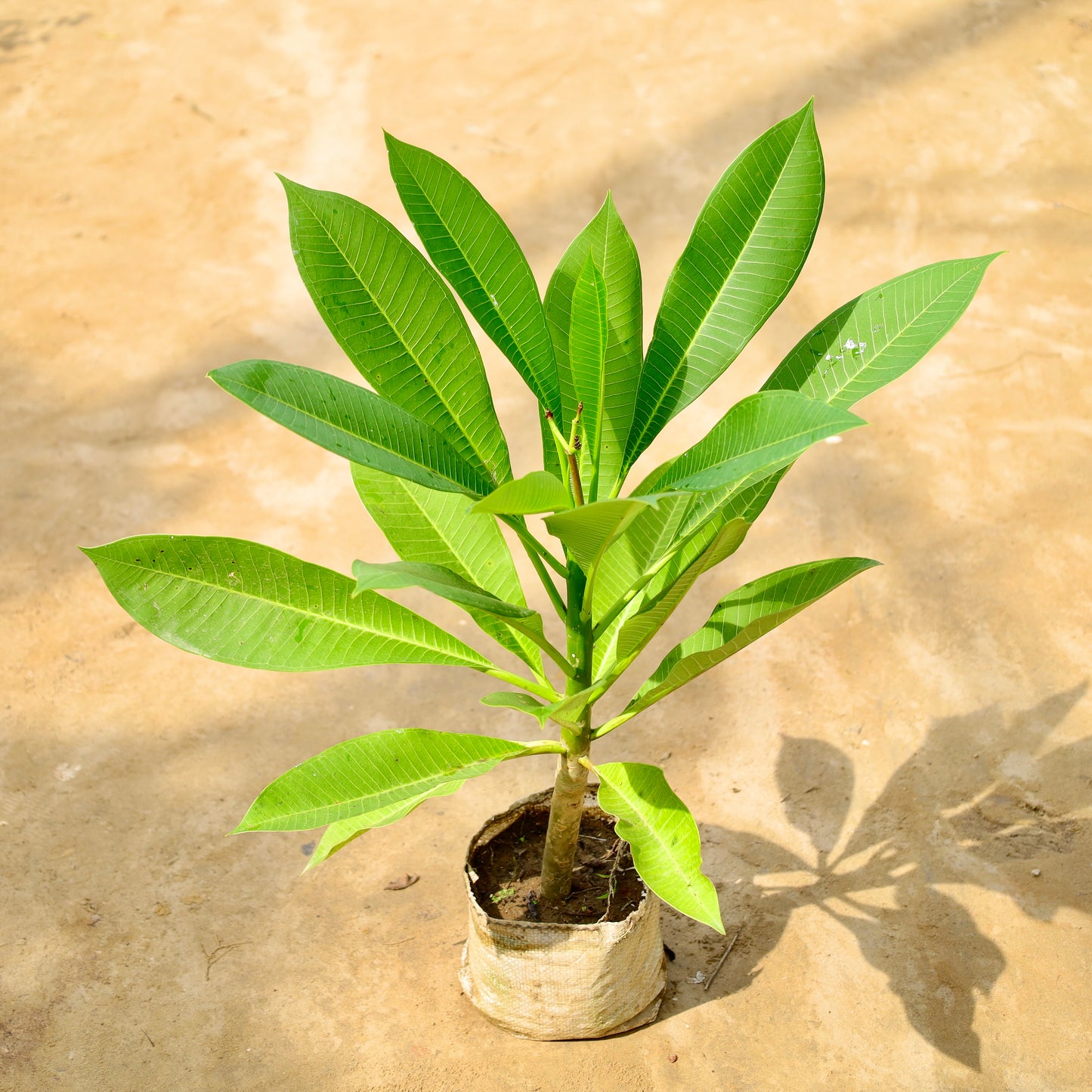 Champa Red / Pink | 8 inch nursery bag