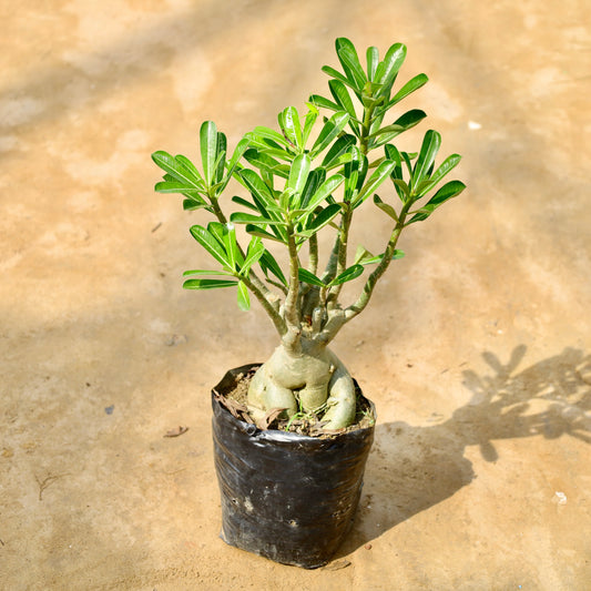 Adenium bonsai 8 Years old | 10 inch nursery bag