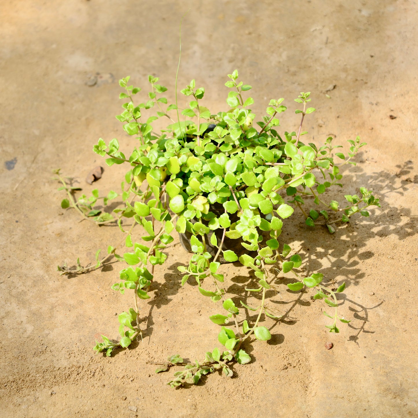 Tangled heart | 4 inch nursery pot