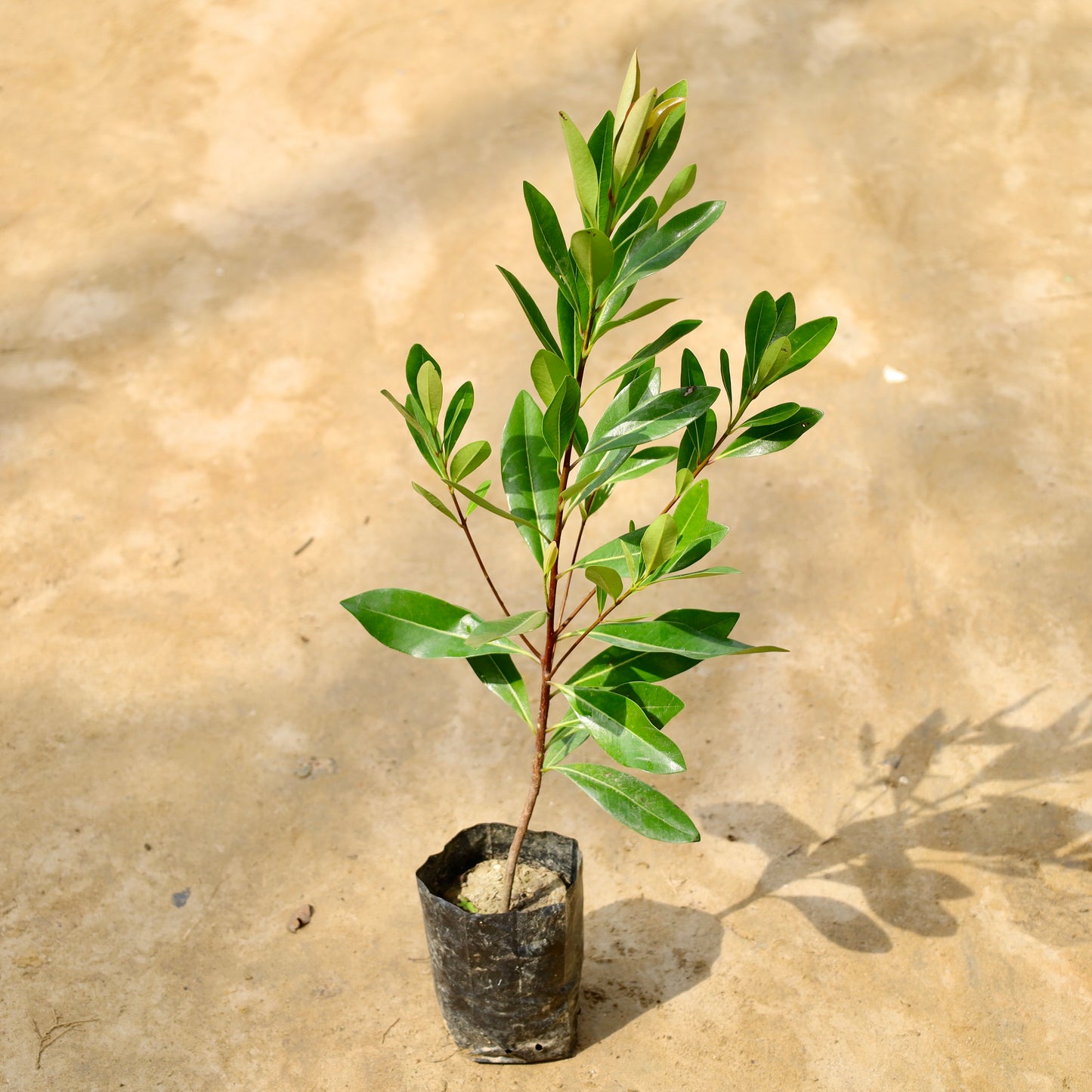First Love Red Flower | 5 inch Nursery Bag