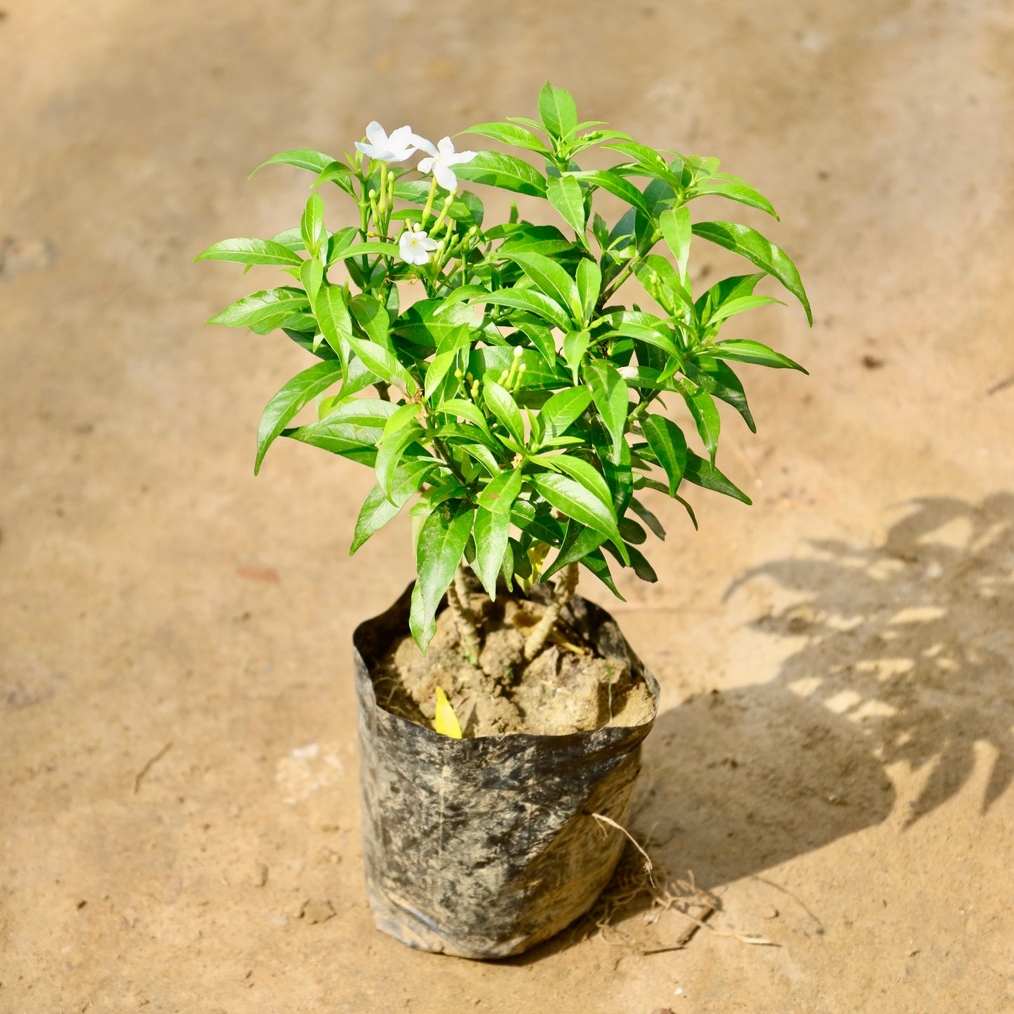 Mini Chandni / dwarf chandni | 4 inch nursery bag