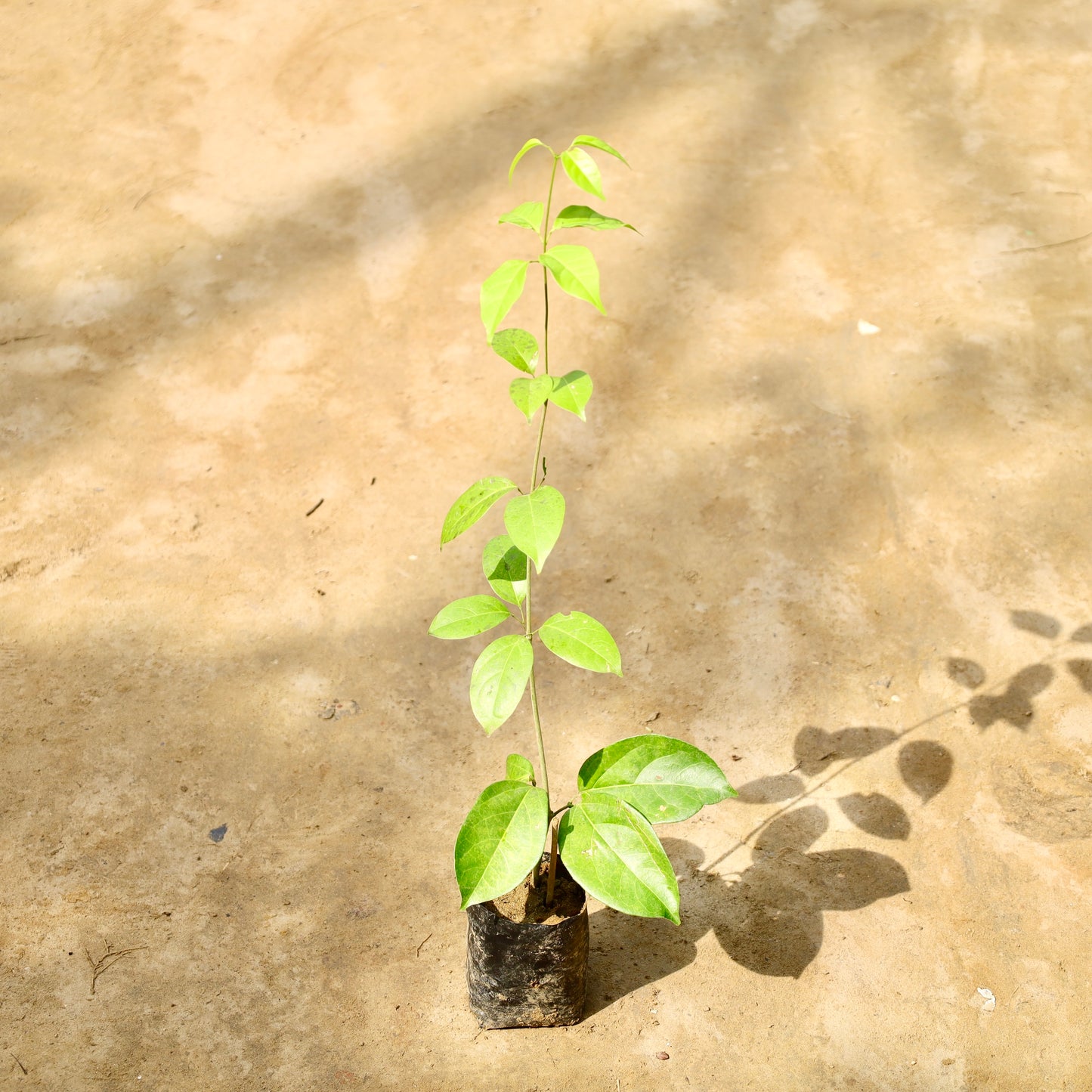 Lassan bel | 4 inch nursery bag