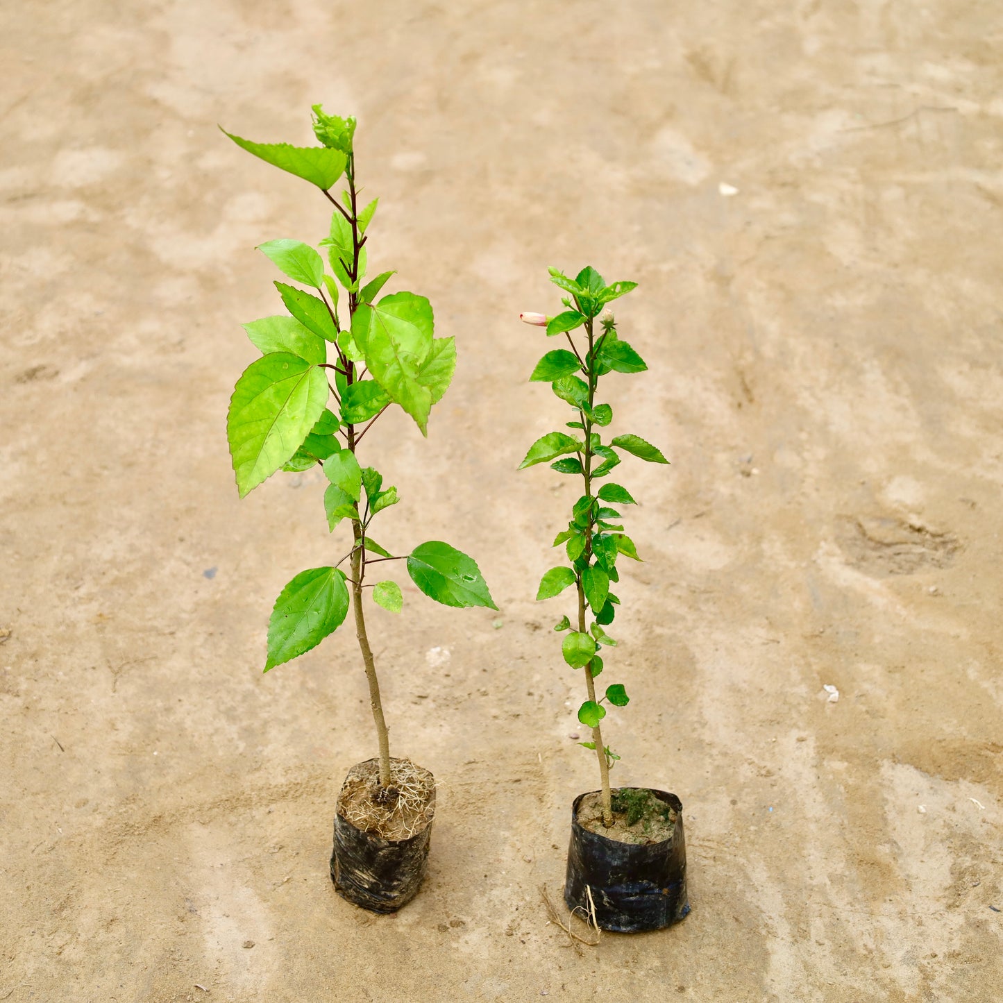 Set of 2 hibiscus red and pink | 4 inch nursery bag
