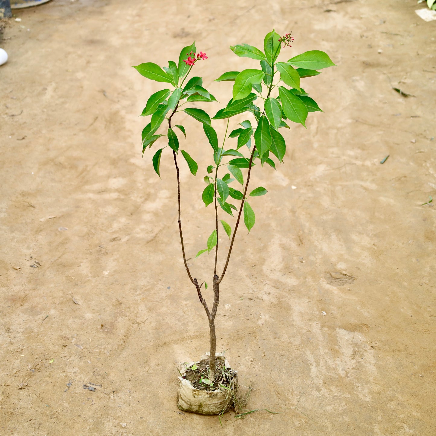 Jatropha desi red | 8 inch nursery bag