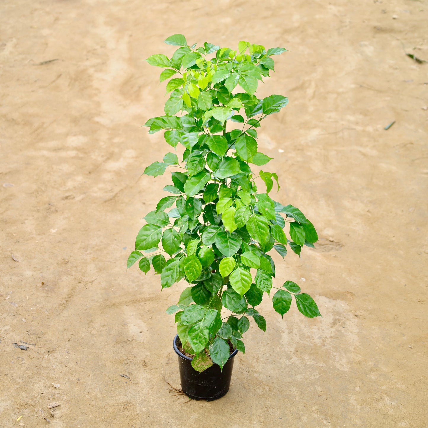 China doll / Radermachera | 8 inch nursery pot