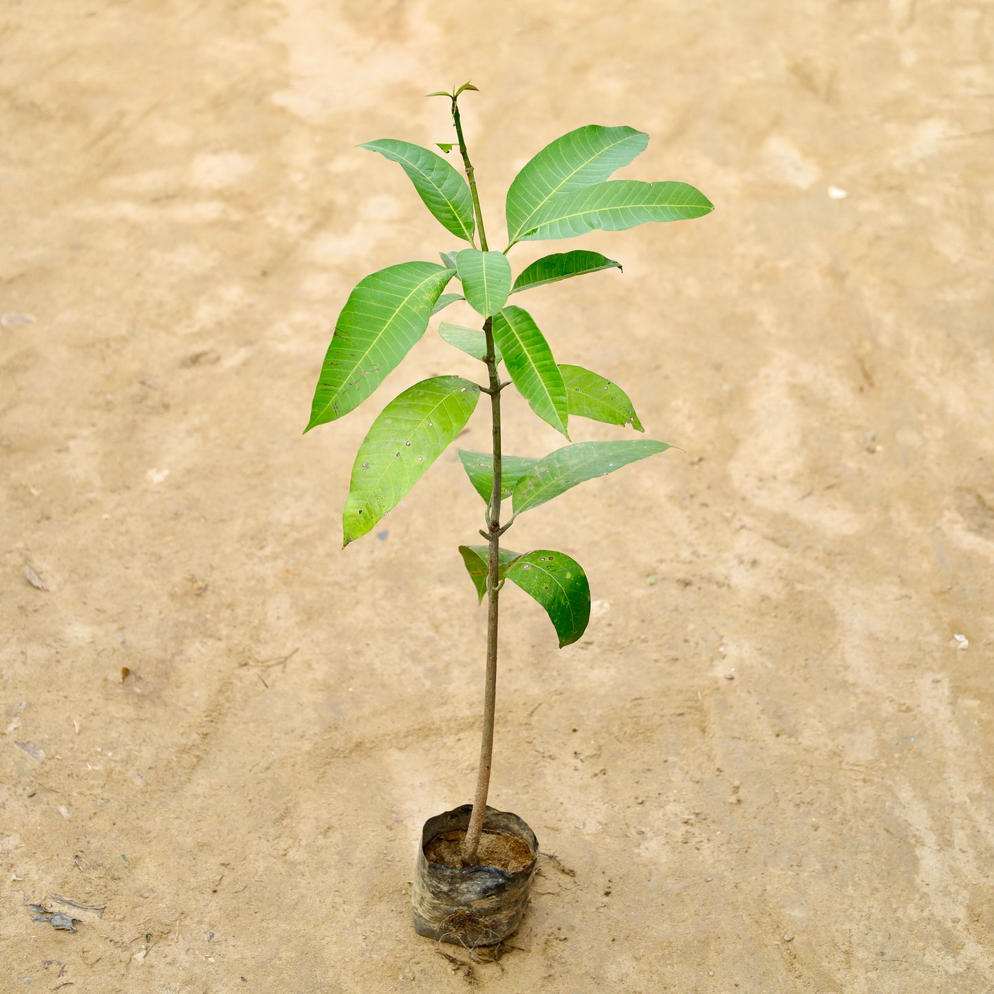 Mango grafted | 4 inch nursery bag
