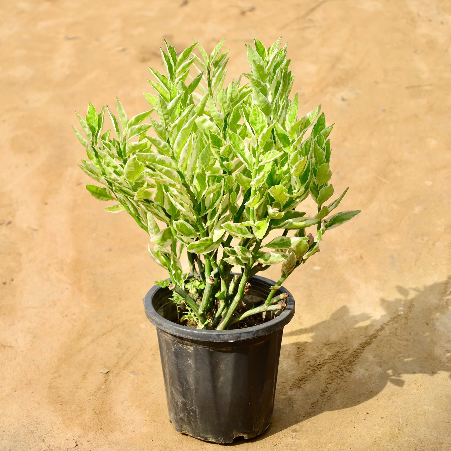 Pedilenthus / Devil's Backbone Varieagated | 8 inch Nursery Pot