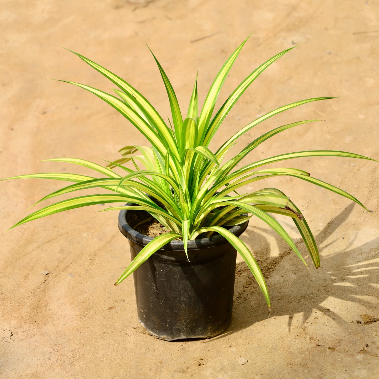 Pandanus / Golden spider | 8 inch nursery pot
