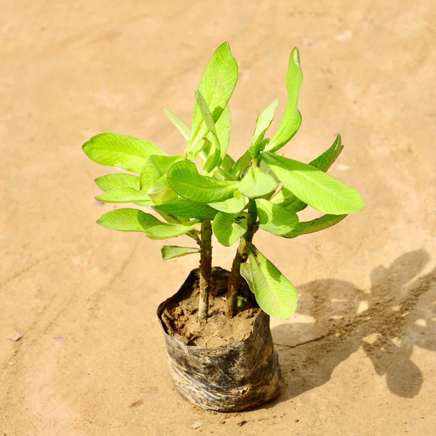 African milk bush / Euphorbia grantii | 6 inch nursery bag