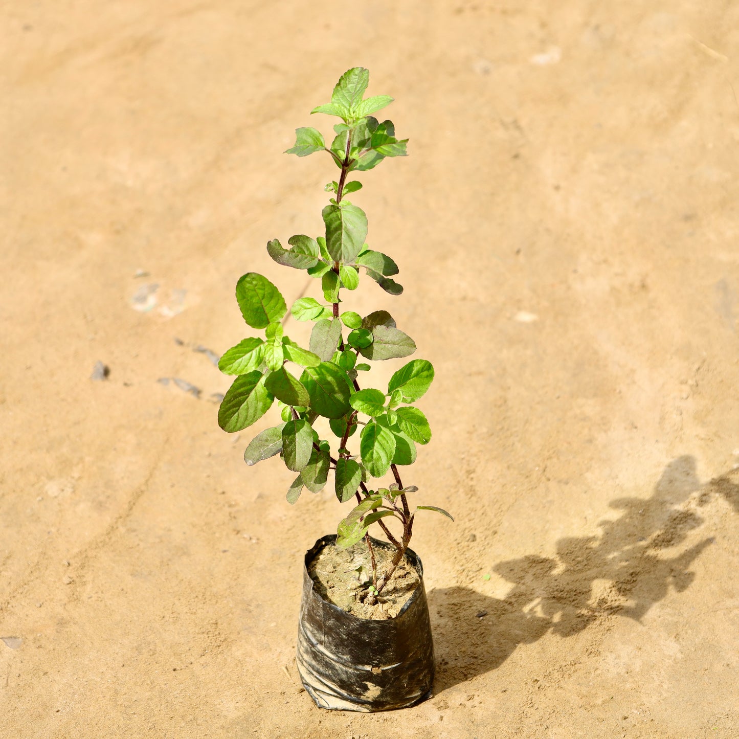 Shyama tulsi | 4 inch nursery bag