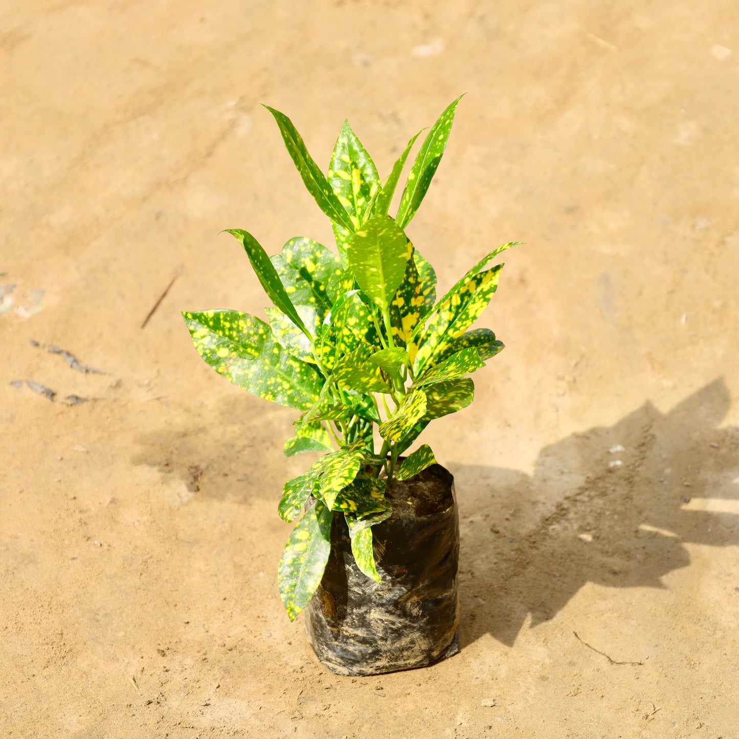 Baby croton | 4 inch nursery bag