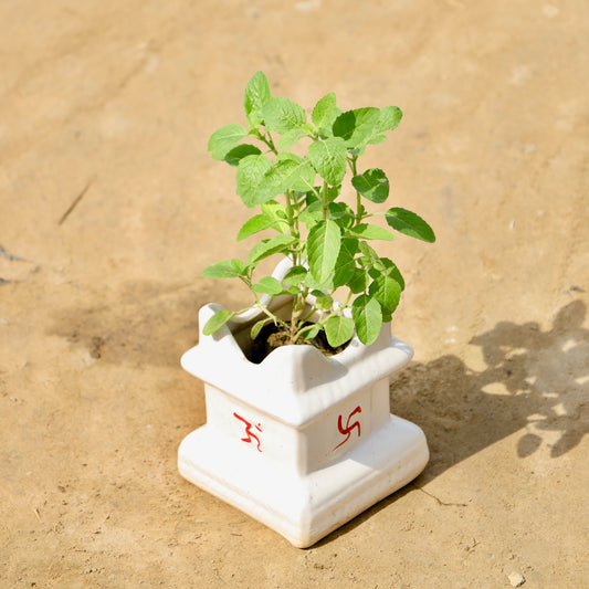 Rama tulsi | 5*6 inch tulsi ceramic planter (any color)