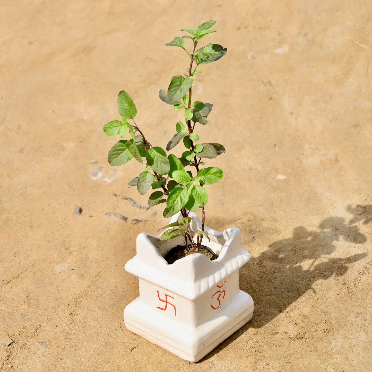Shyama tulsi | 5*6 inch tulsi ceramic planter (any color)