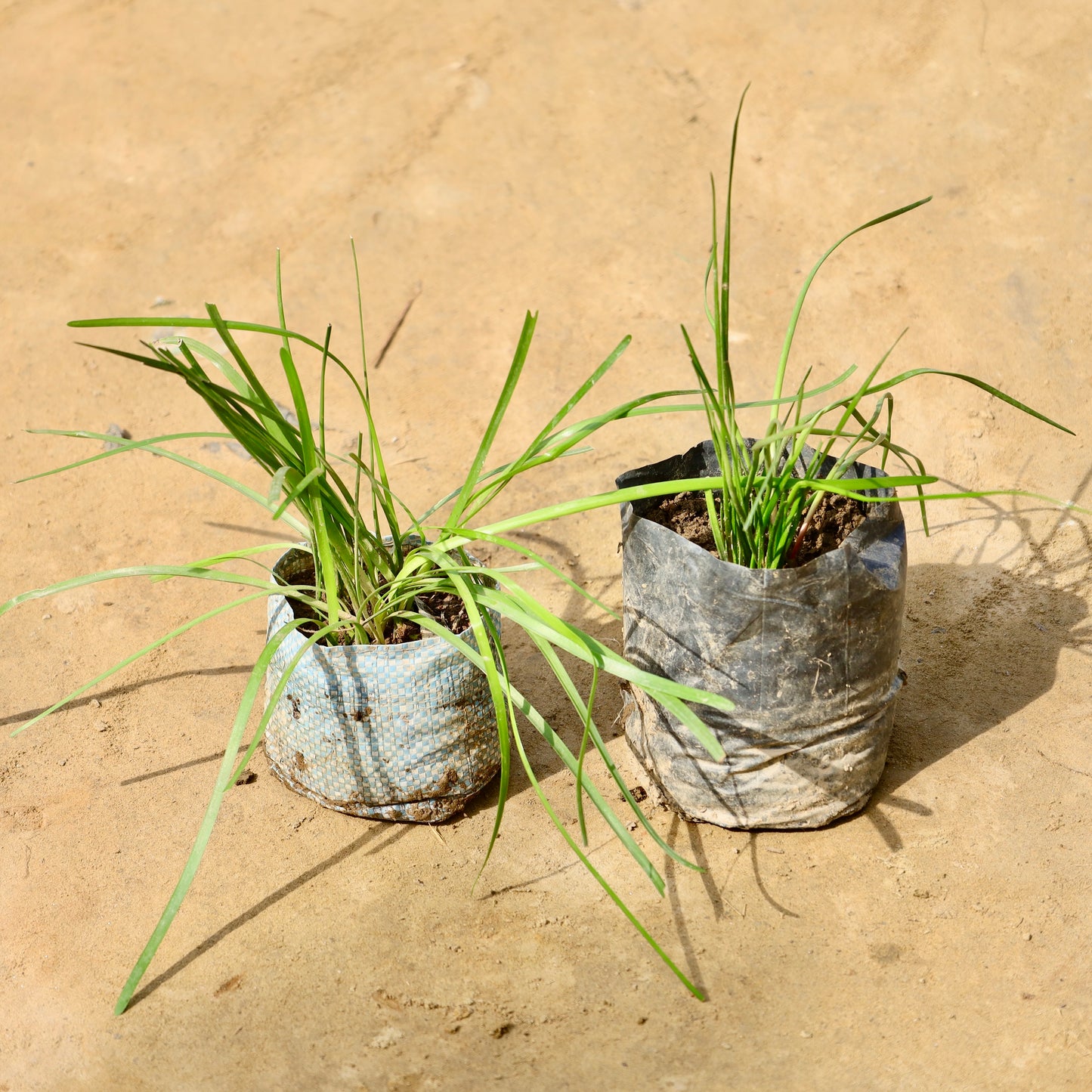 Set of 2 Rain Lily Pink | 4 inch Nursery Bag