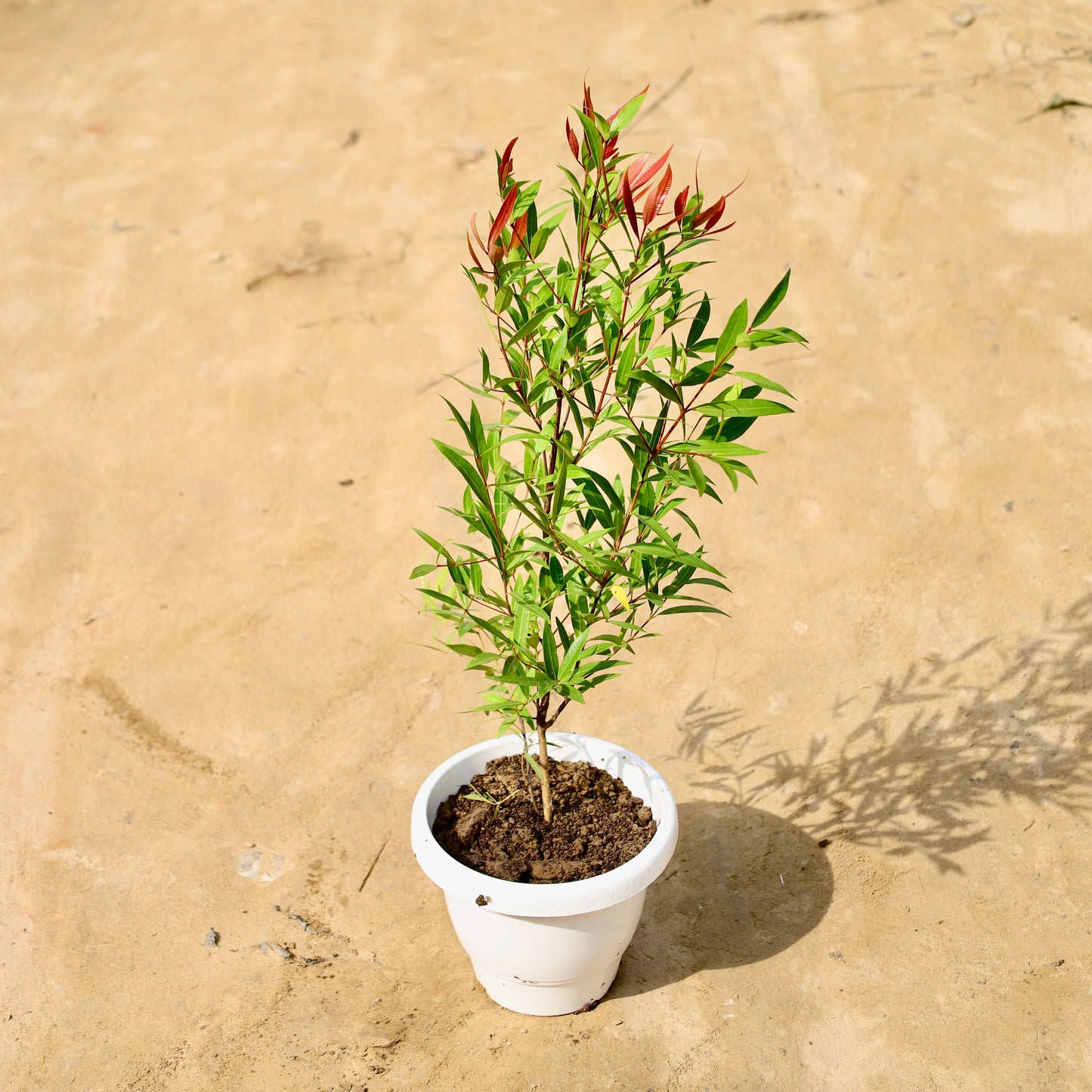 Syzygium Red (2 ft) | 8 inch white classy pot