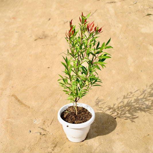 Syzygium Red (2 ft) | 8 inch white classy pot