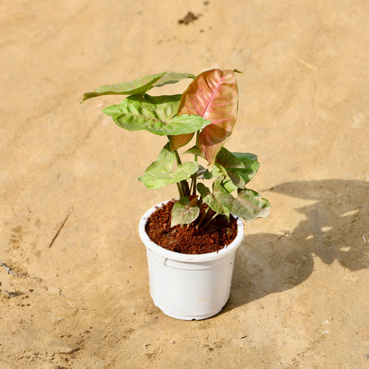 Syngonium bronze | 4 inch white nursery pot