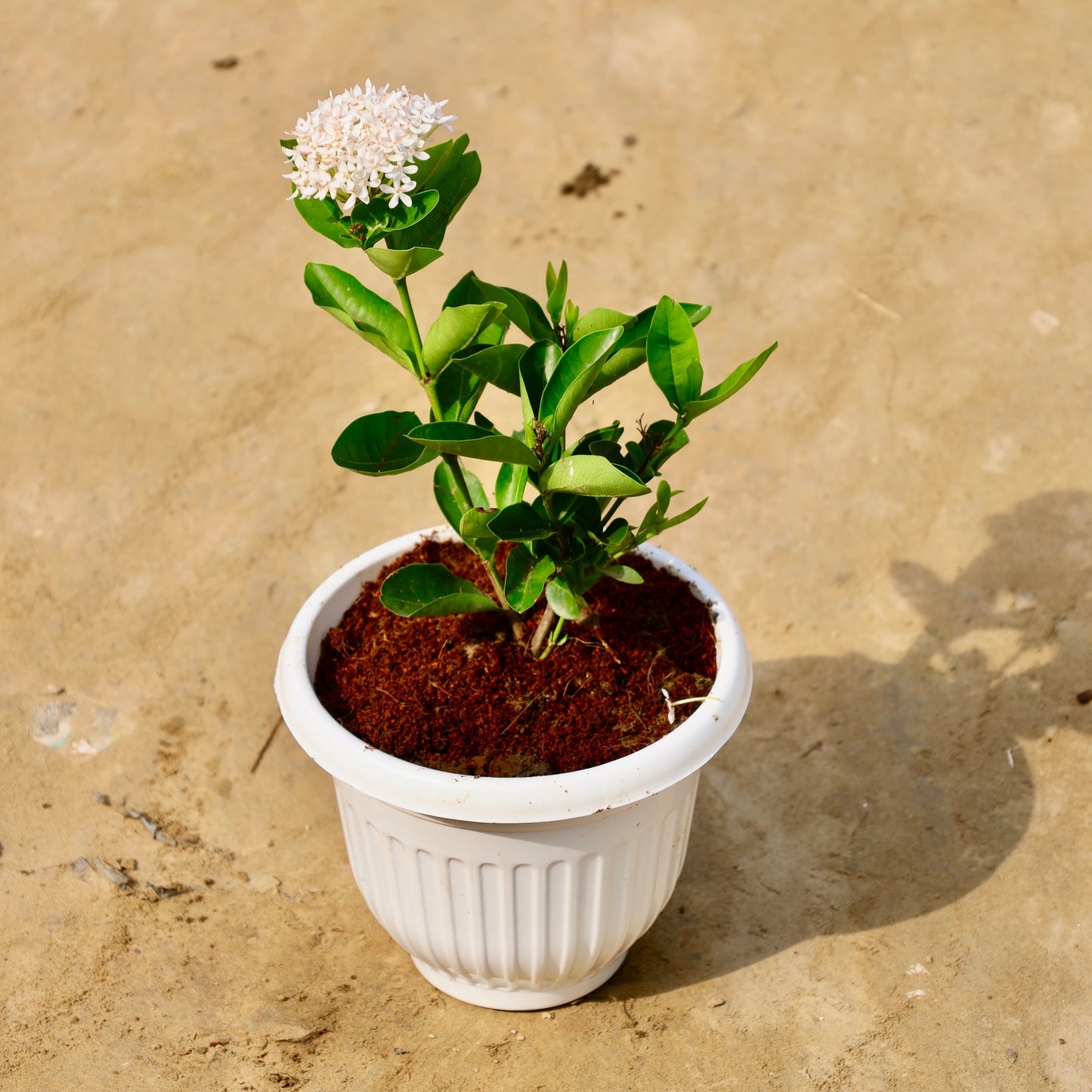 Ixora dwarf white | 8 inch white olive pot