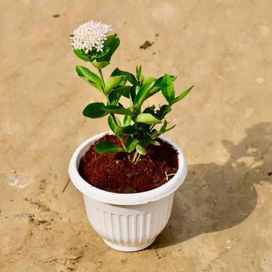 Ixora dwarf white | 8 inch white olive pot