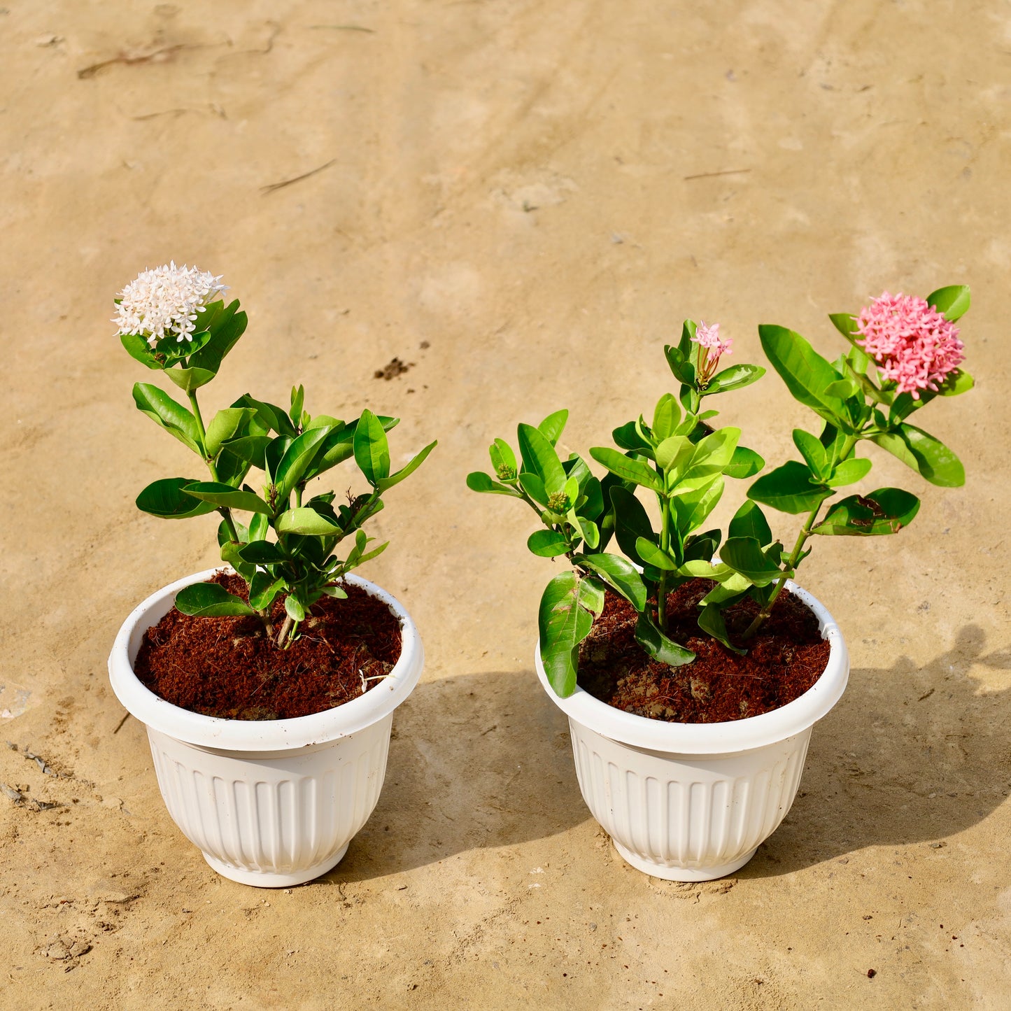 Set of 2 ixora dwarf white and pink | 8 inch white olive pot