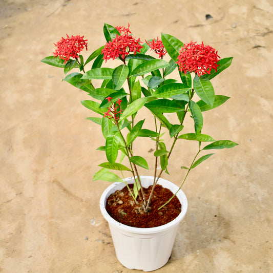 Ixora red (2-3 ft) | 12 inch white nursery pot