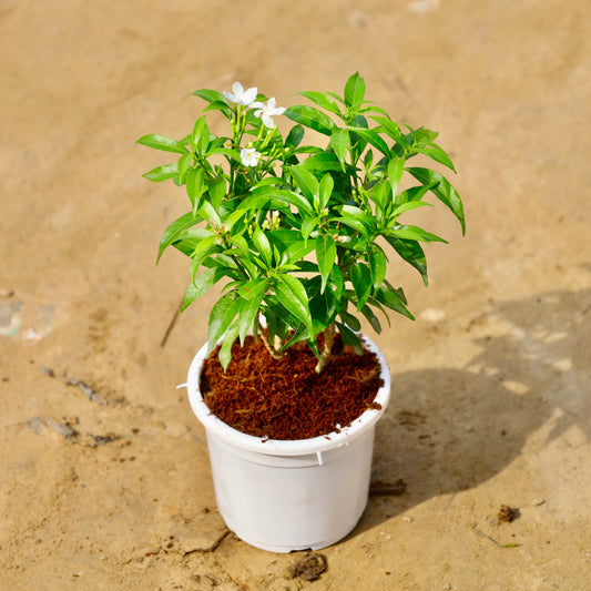 Mini Chandni / dwarf chandni | 4 inch white nursery pot