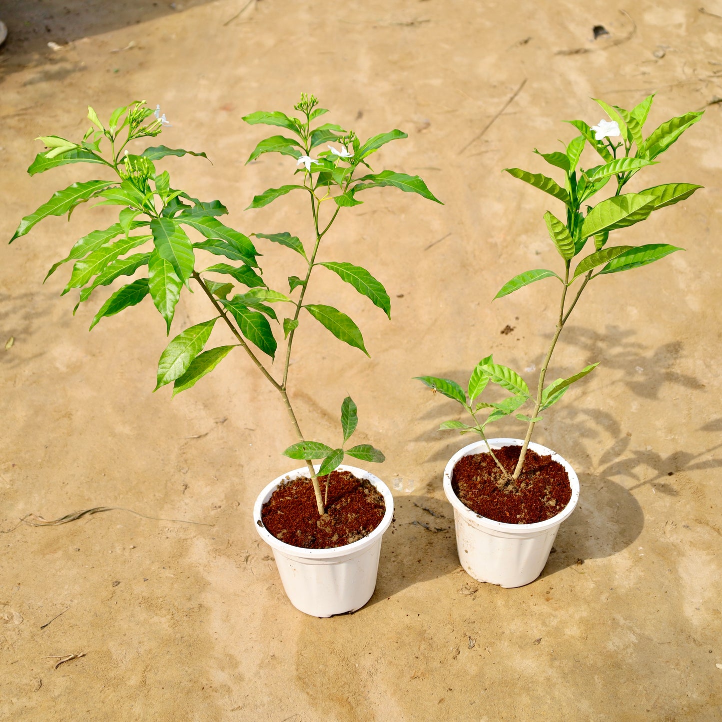 Set of 2 Chandni Double and desi | 6 inch white nursery pot