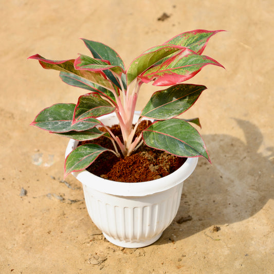 Aglaonema Lipstick | 8 inch white olive pot
