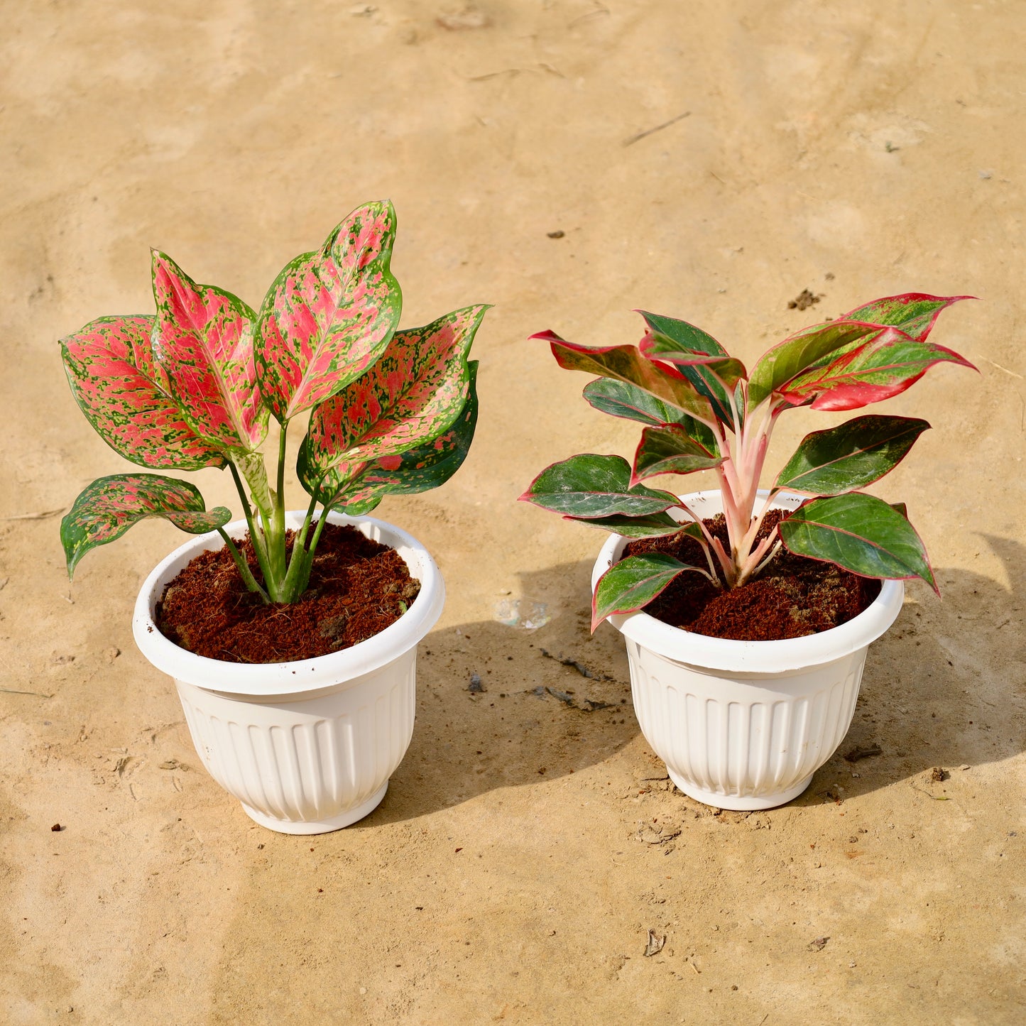 Set of 2 Aglaonema Red beauty and Lipstick | 8 inch white olive pot