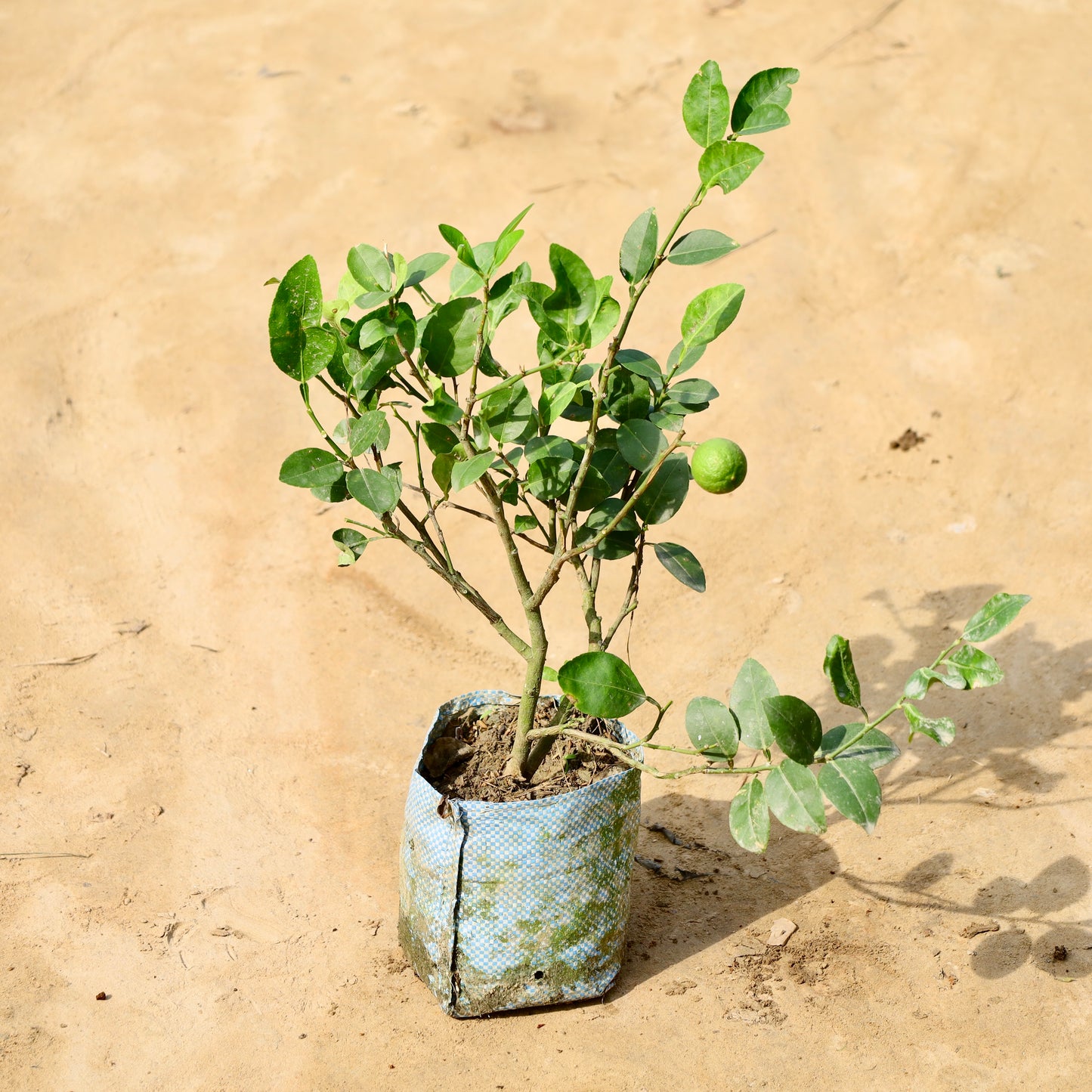 Lemon Kagzi all time | 8 inch nursery bag