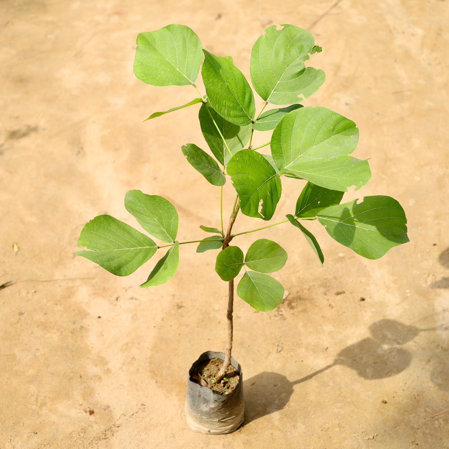 Palash / Sacred Plant | 6 inch nursery bag